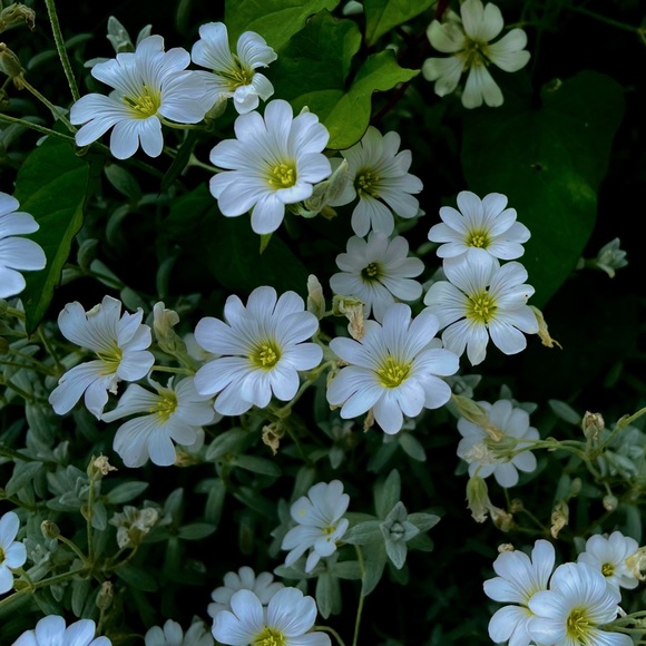 FYI - Picture 1 of 1